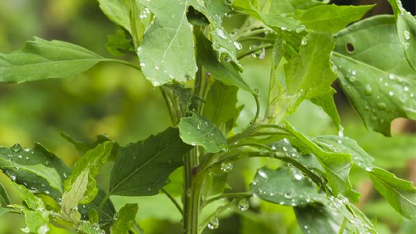 怎么做到“氧生”？7种不花钱的办法不能错失！